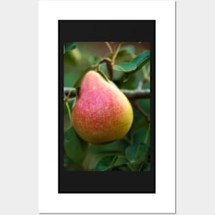 Red yellow pear on a branch Posters and Art